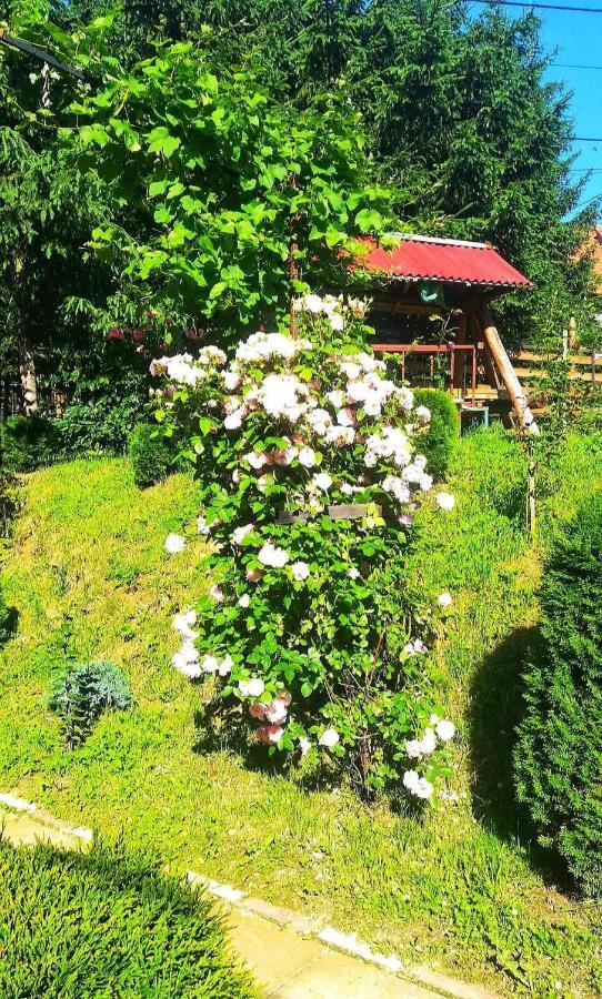 Casa Bradul Verde Бран Екстериор снимка