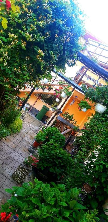 Casa Bradul Verde Бран Екстериор снимка